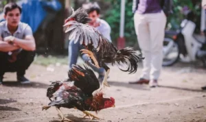 đá gà Sabong tại VN88